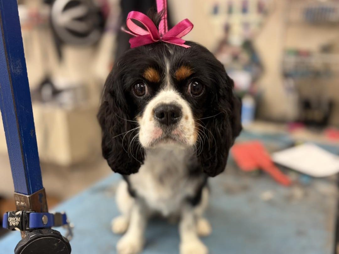 Cavalier King Charles Spaniel with a bow