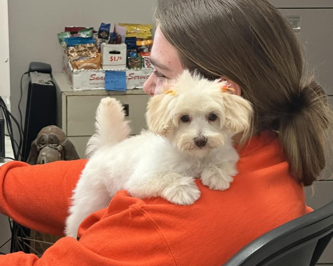 Groomer cuddling a small white dog