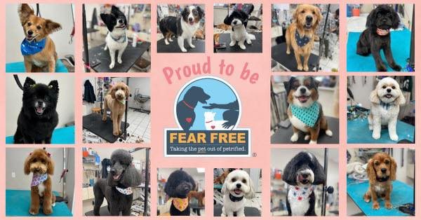 Proud to be Fear Free collage of groomed dogs