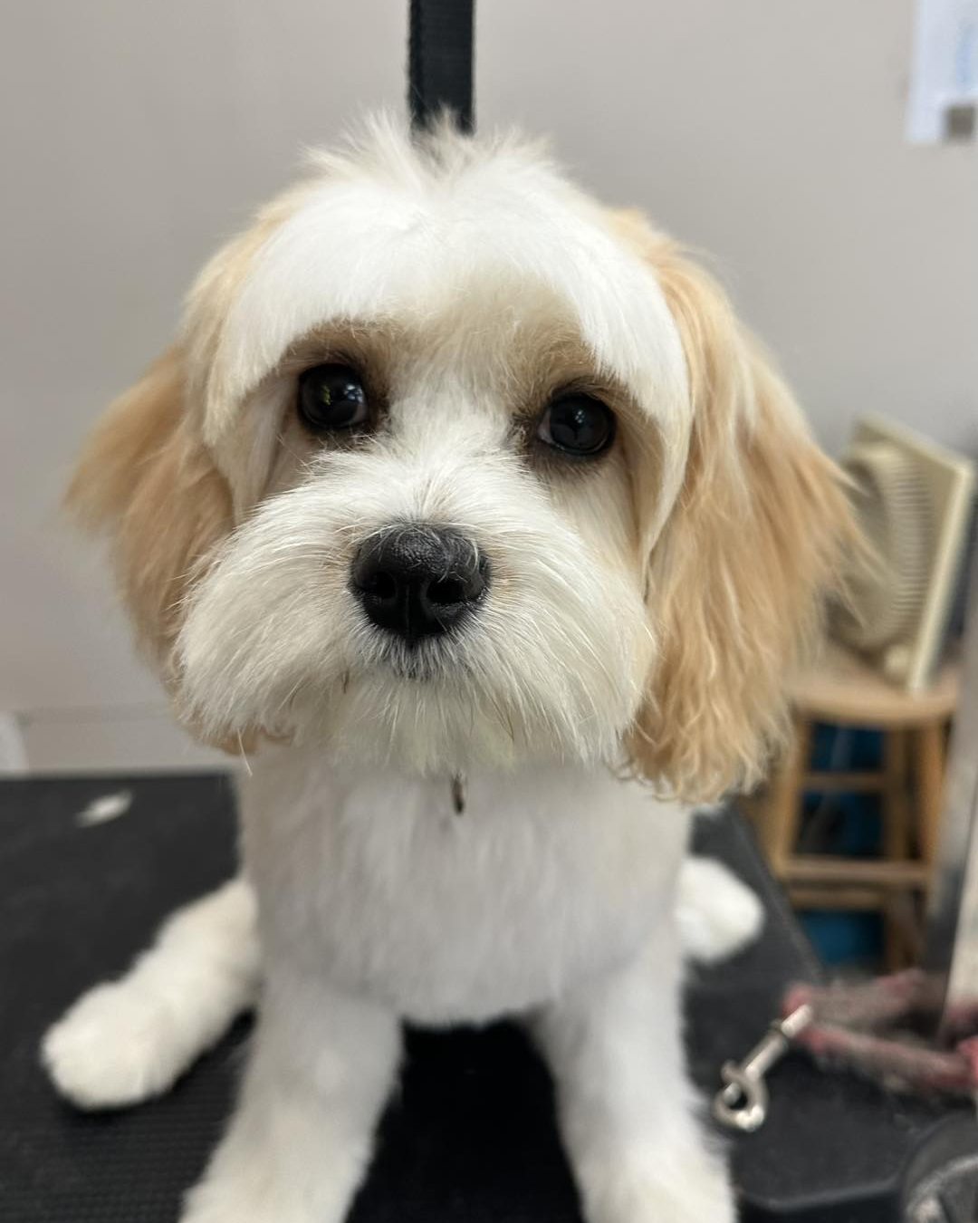 Freshly groomed dog at High Tail
