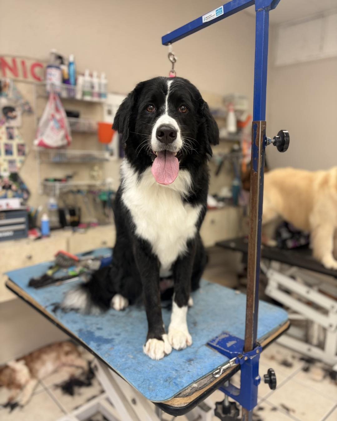 Freshly groomed dog at High Tail