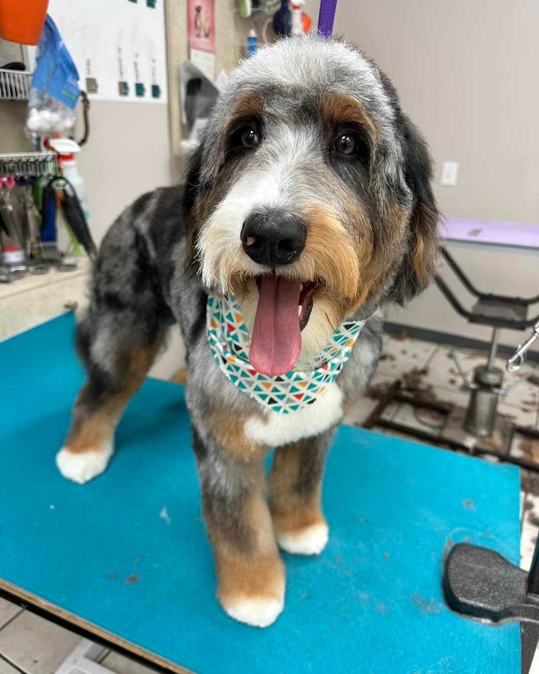 Freshly groomed dog at High Tail