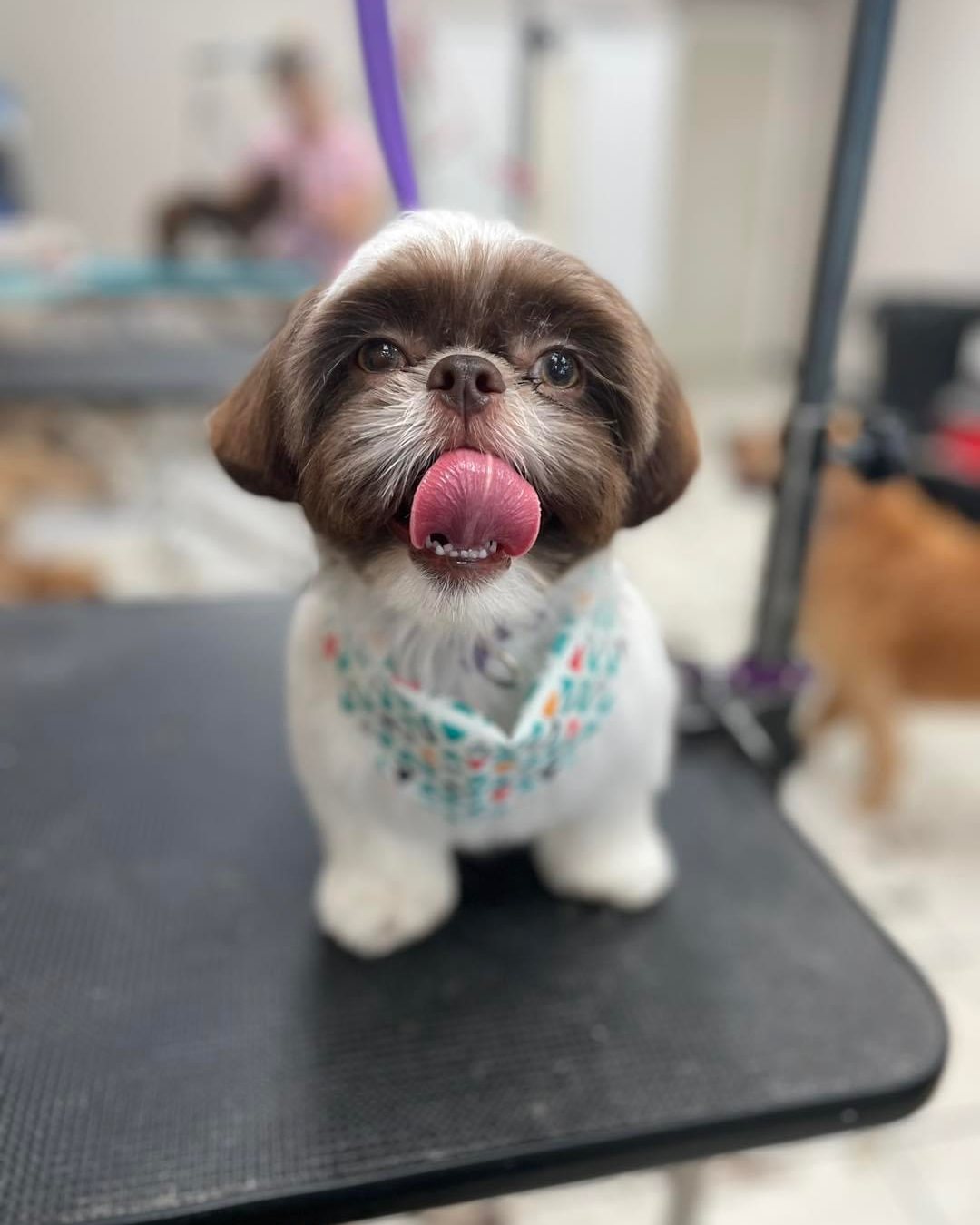 Freshly groomed dog at High Tail
