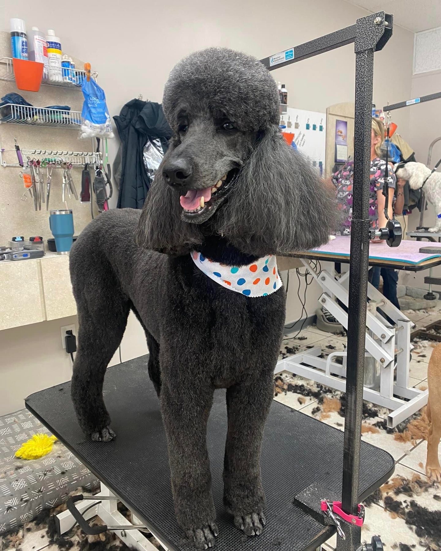 Freshly groomed dog at High Tail