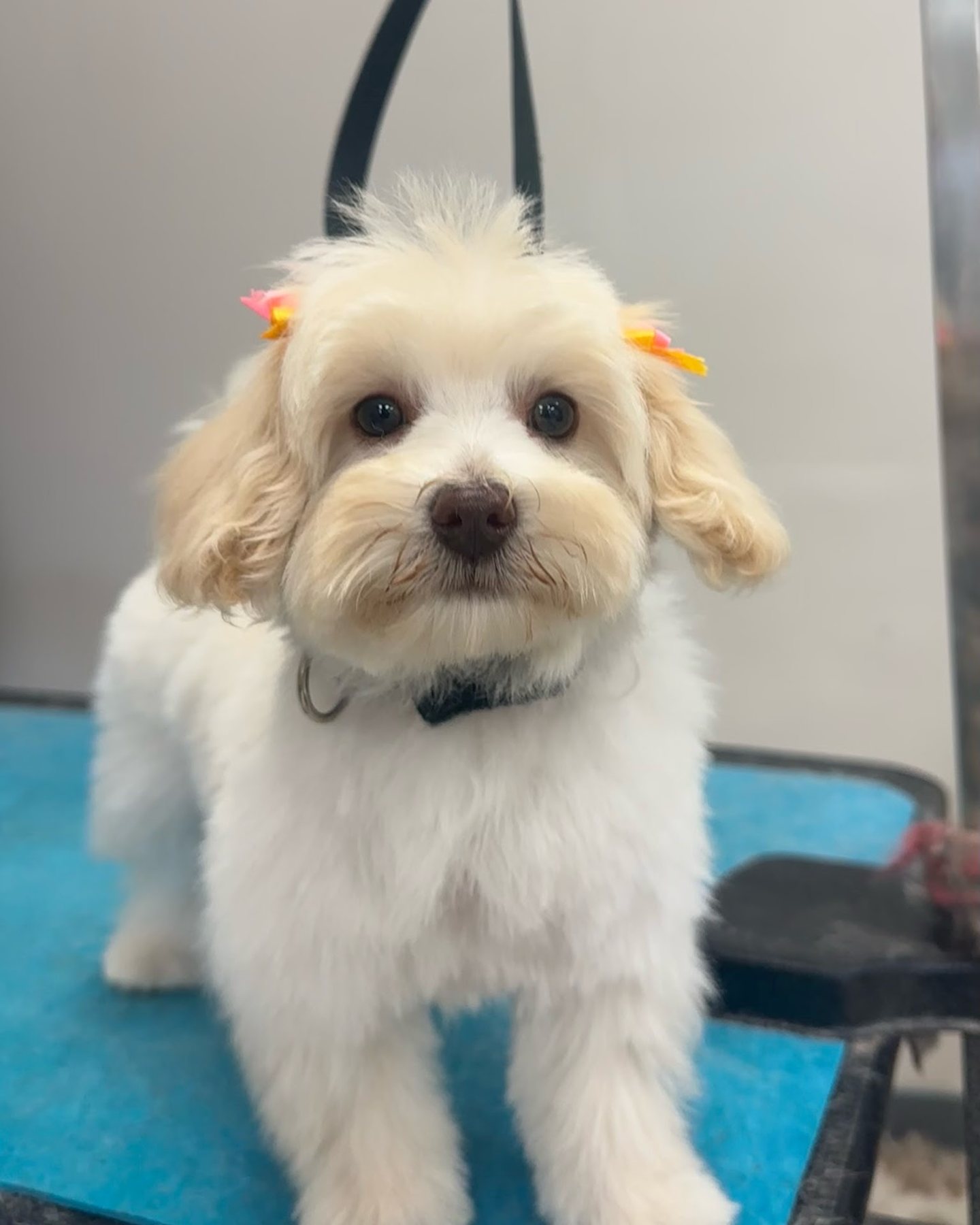 Freshly groomed dog at High Tail