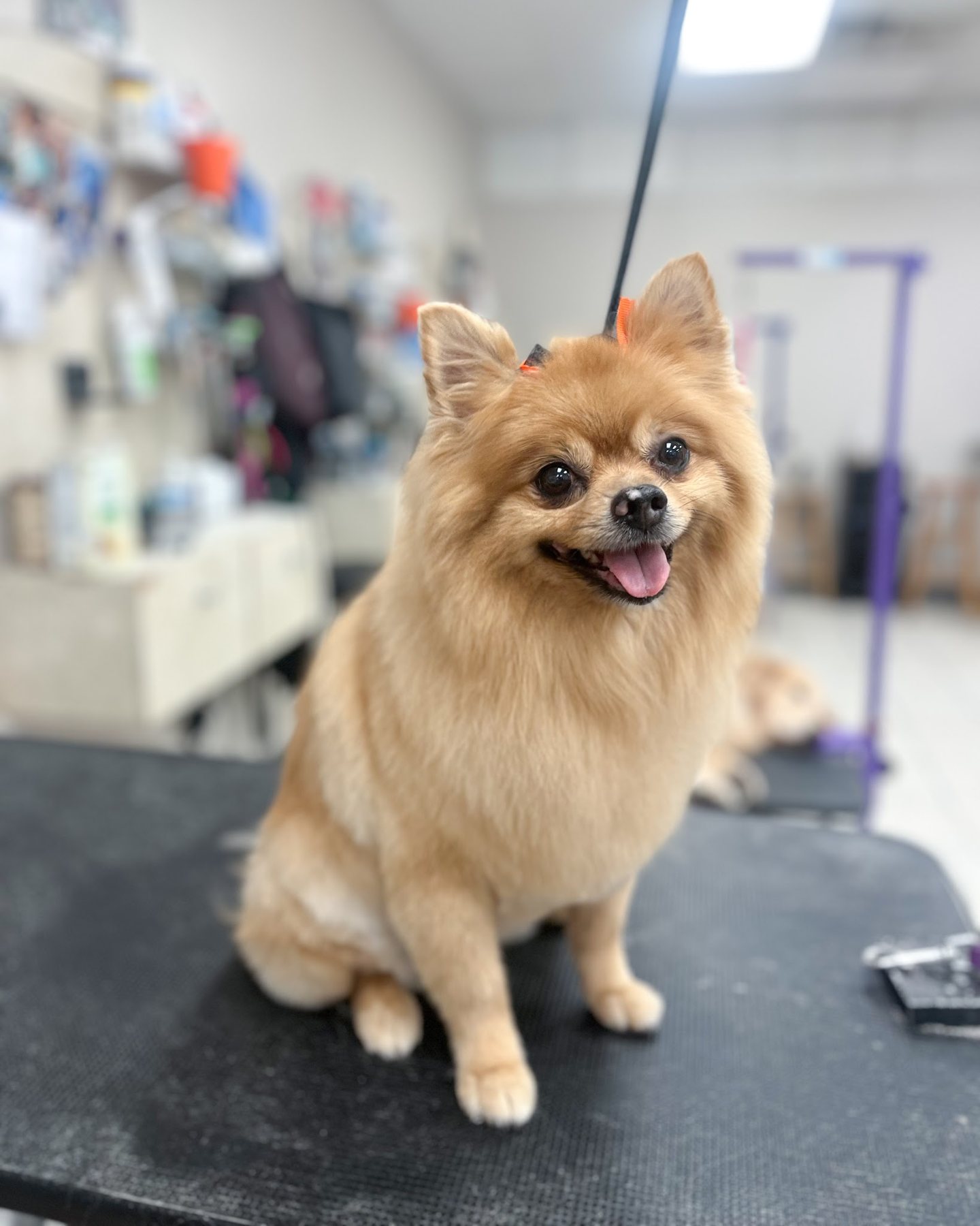 Freshly groomed dog at High Tail