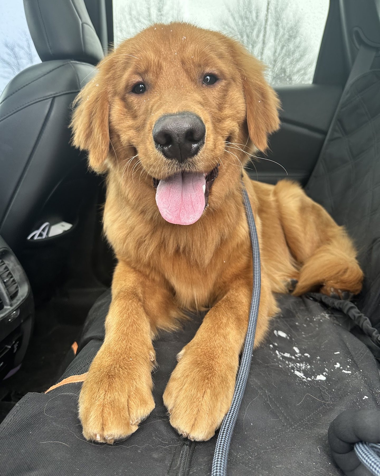 Freshly groomed dog at High Tail