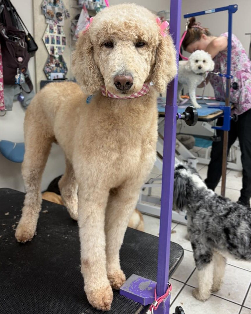 Freshly groomed dog at High Tail