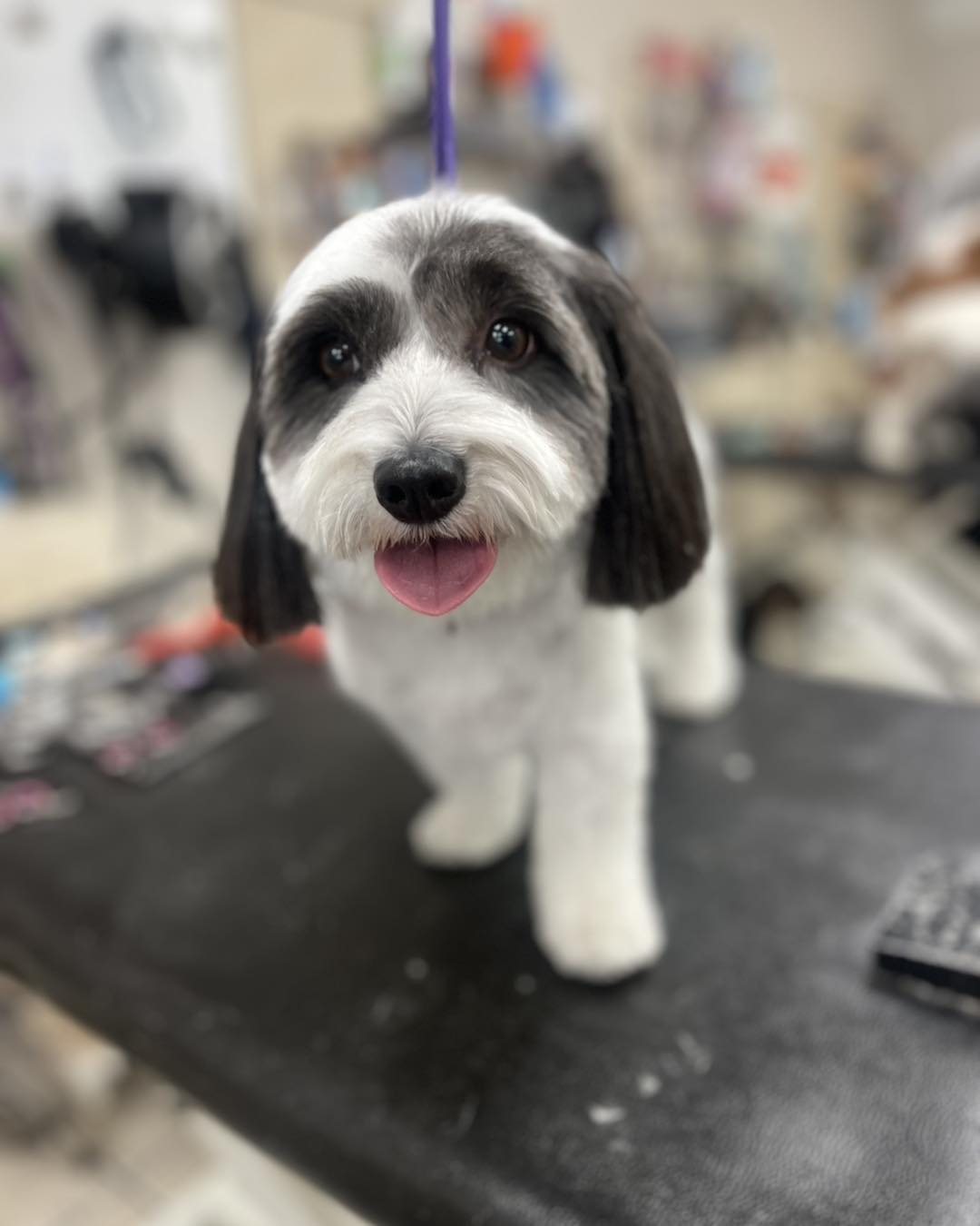 Freshly groomed dog at High Tail