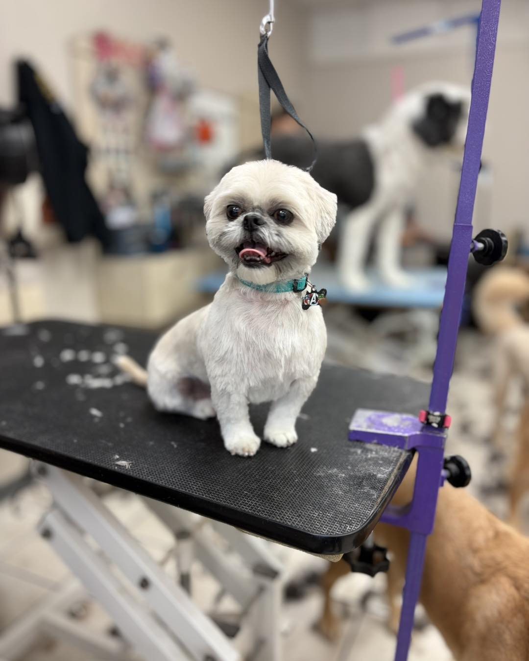 Freshly groomed dog at High Tail