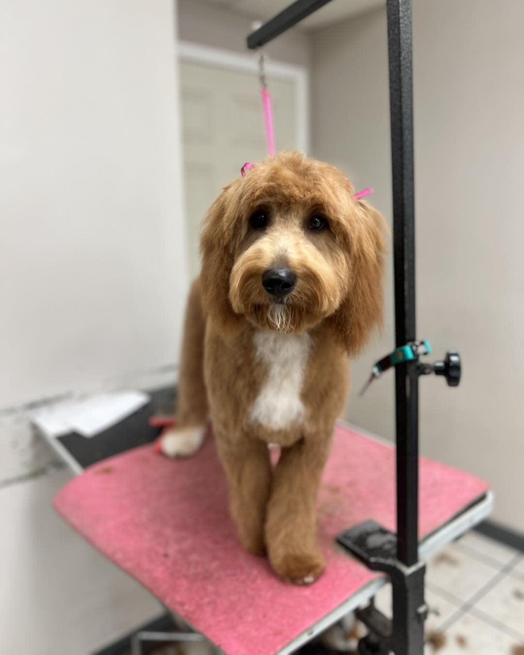 Freshly groomed dog at High Tail