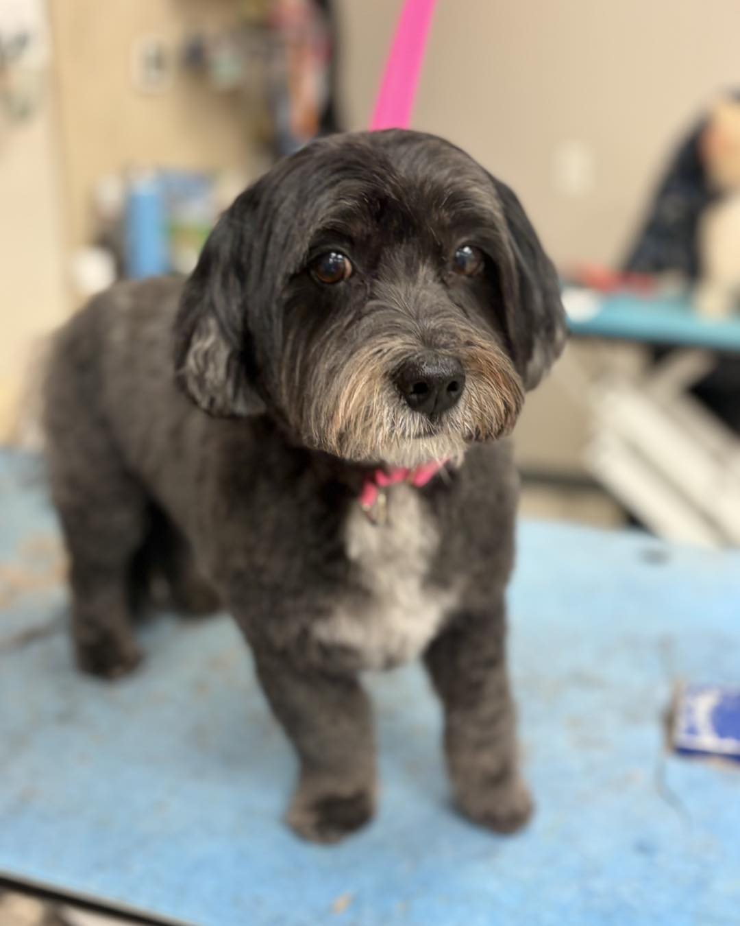 Freshly groomed dog at High Tail