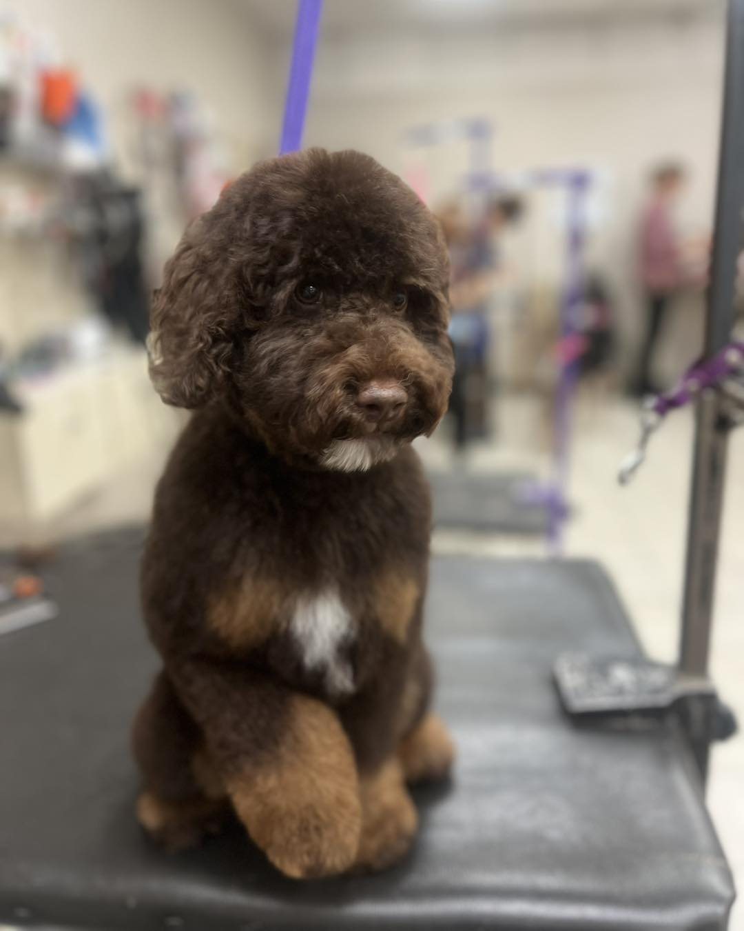 Freshly groomed dog at High Tail