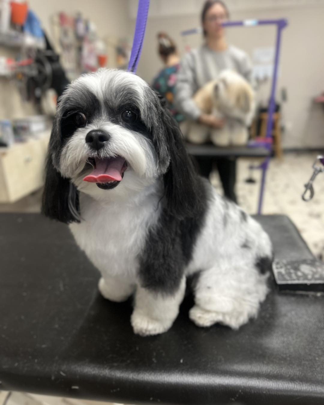 Freshly groomed dog at High Tail