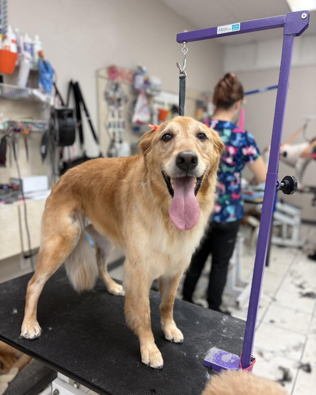 Freshly groomed dog at High Tail