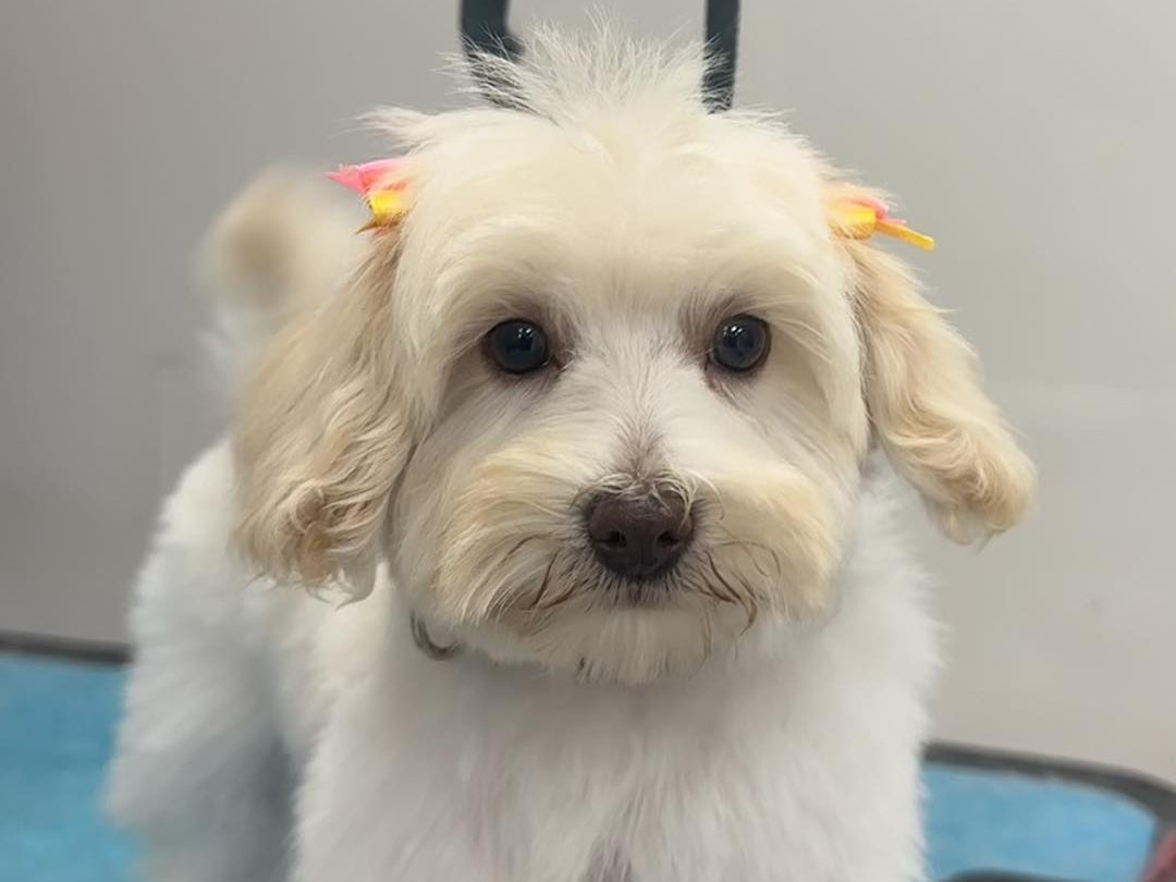 Fluffy small dog after a groom