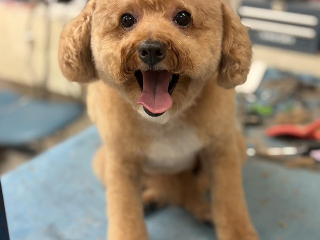 Groomed poodle mix